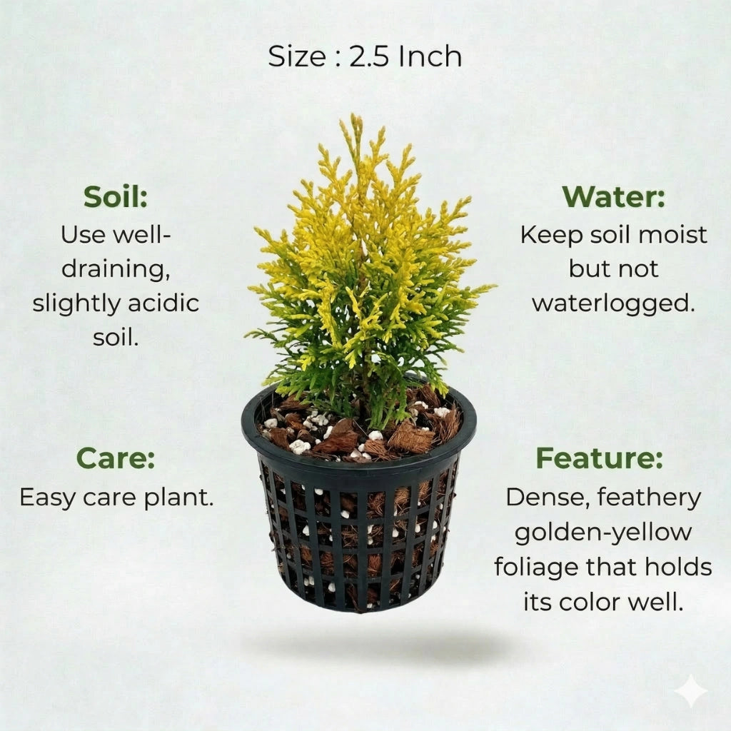 A plant in black net pot on a white background with certain details