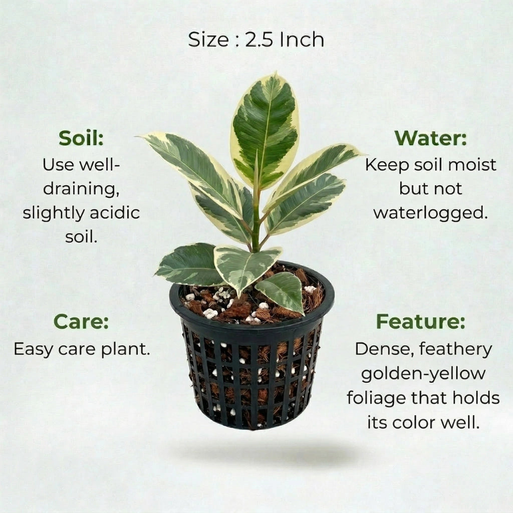 A plant in black net pot on a white background with certain details