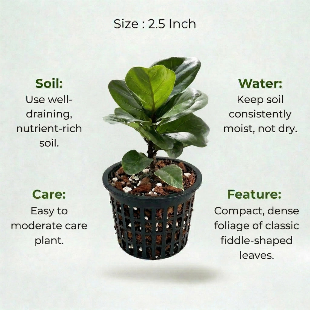 fiddle leaf fig hindi name Buy Dwarf Fiddle Leaf Fig Plant Sapling (1pc)