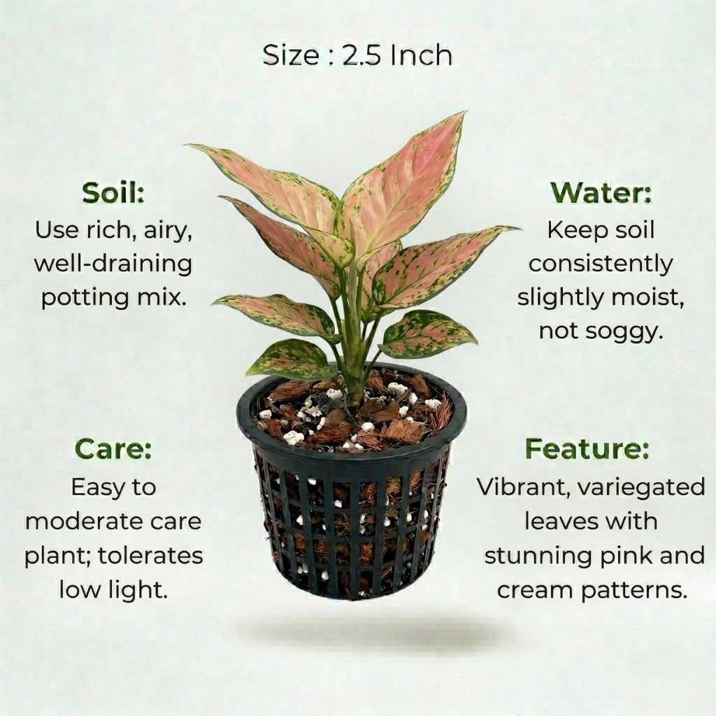 A plant in black net pot on a white background with certain details