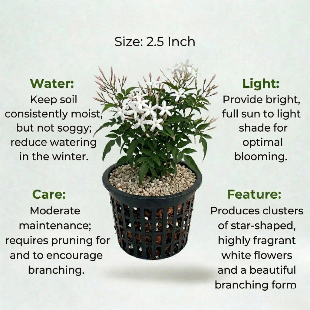 A plant in black net pot on a white background with certain details