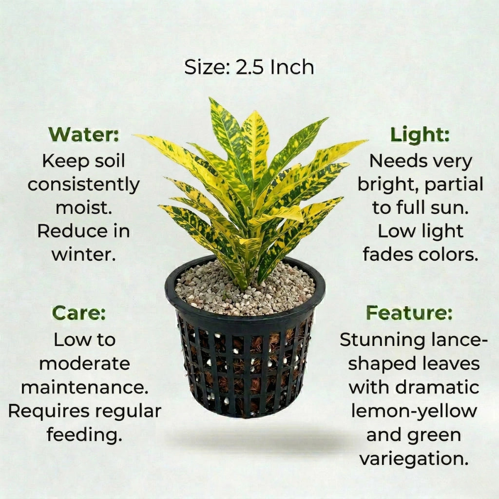 A plant in black net pot on a white background with certain details