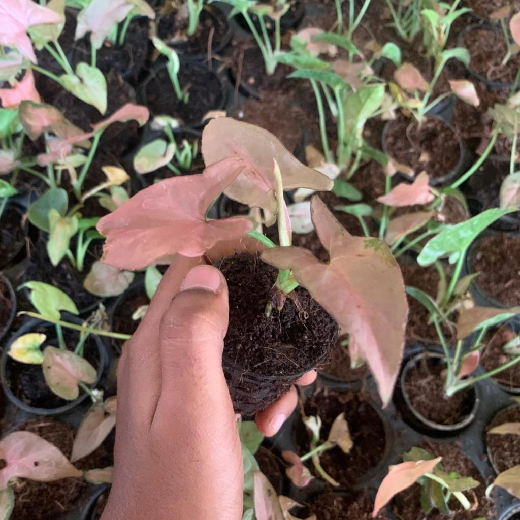 Hand holding a small potted plant surrounded by larger green plants