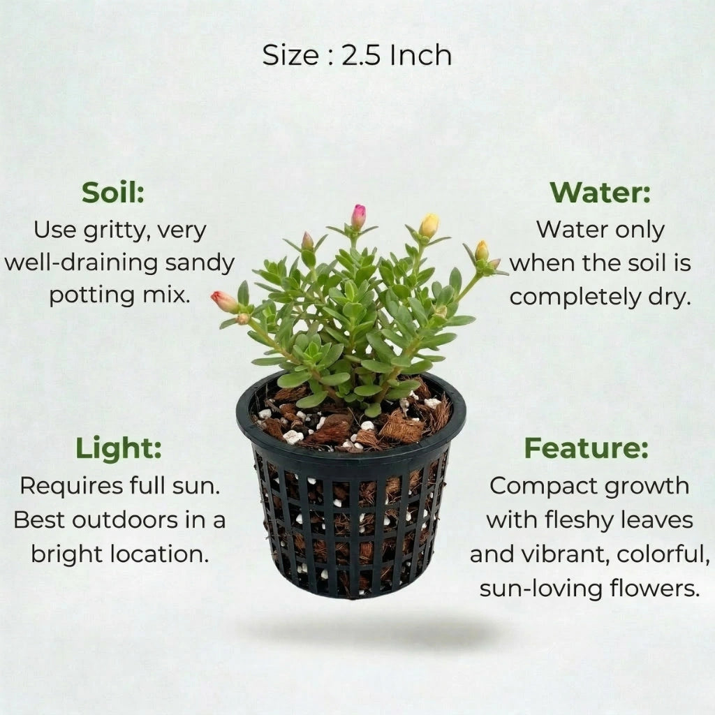 A plant in black net pot on a white background with certain details