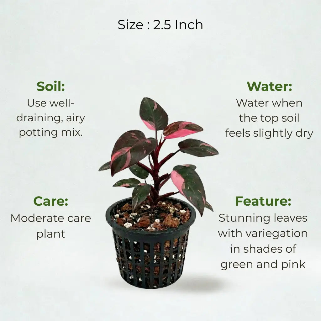 A plant in black net pot on a white background with certain details