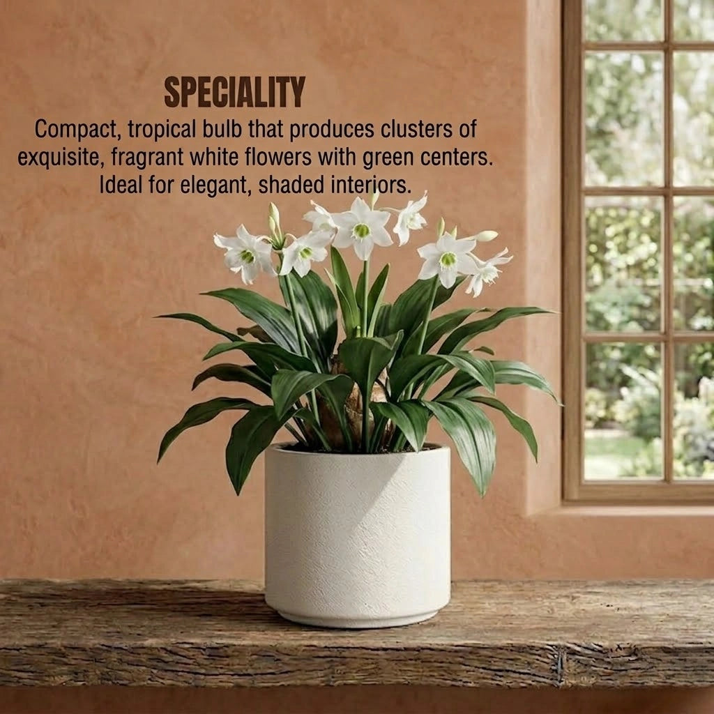 Eucharis Lily Bulb (1pc)