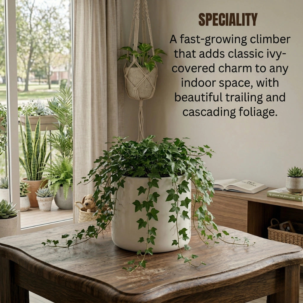 Wall Creeper Plant sapling (1pc)