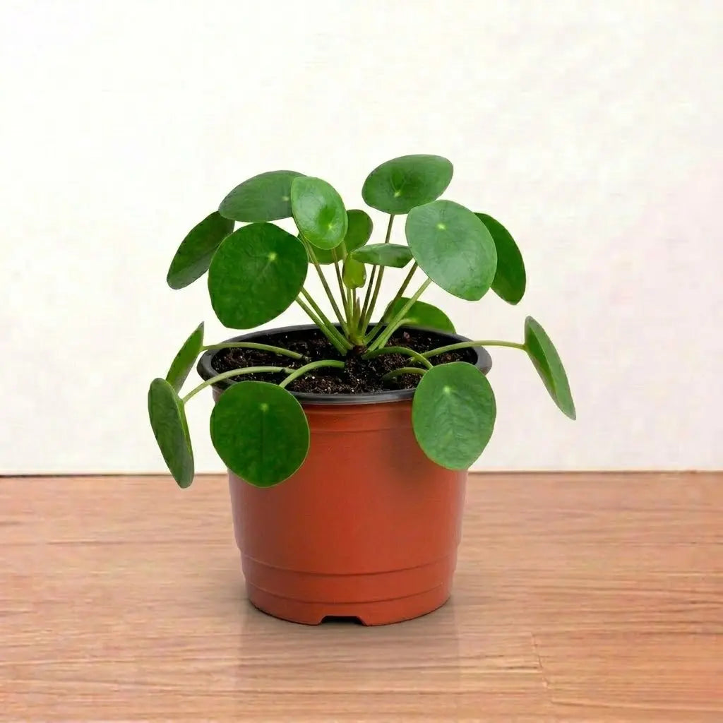 TFP Pots (Thermoform) (4 inch)