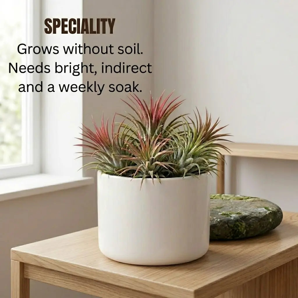 air plants online india Buy Tillandsia Ionantha Air Plant Live (1pc) | Only Rs.129/-
