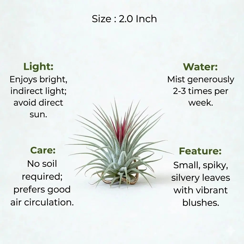 air plant india Buy Tillandsia Ionantha Air Plant Live (1pc) | Only Rs.129/-