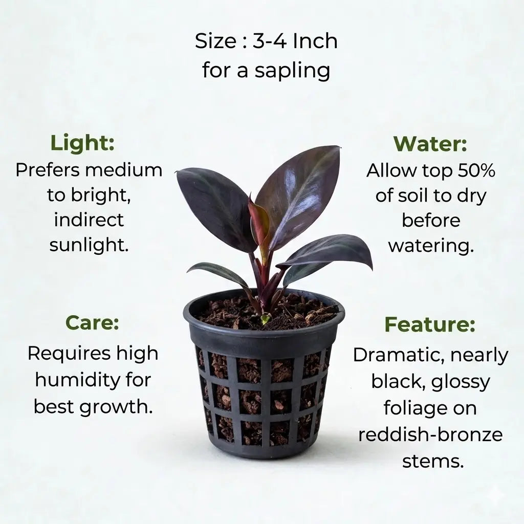 black philodendron care Buy Philodendron Black Cardinal Plant Sapling (1pc) | Only Rs.79/-