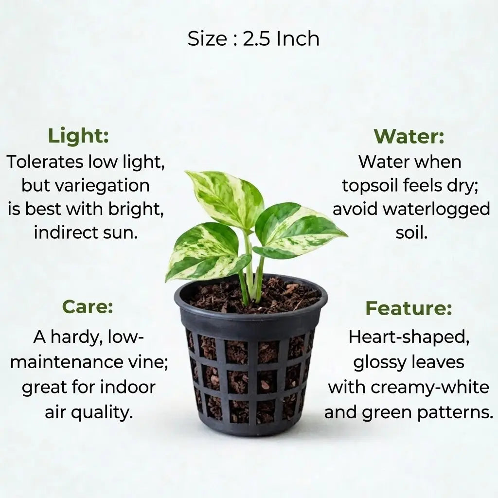 Marble Money Plant Sapling (1pc)