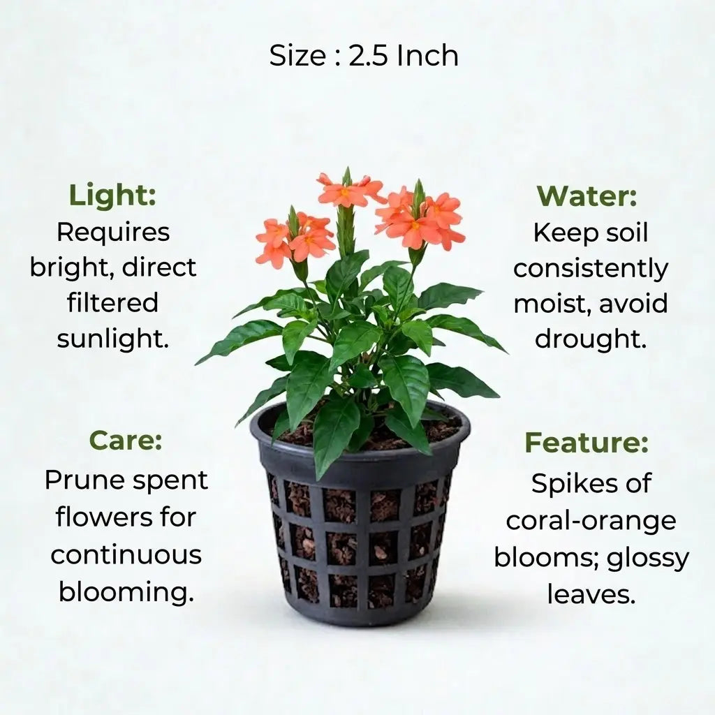 Crossandra Plant Sapling(1Pc)