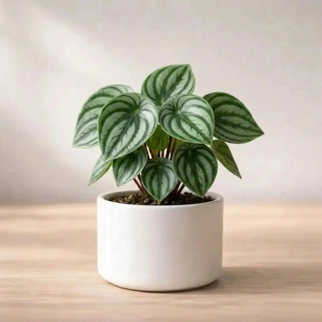 Peperomia Watermelon Plant Sapling (1pc)