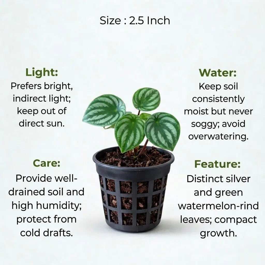Peperomia Watermelon Plant Sapling (1pc)