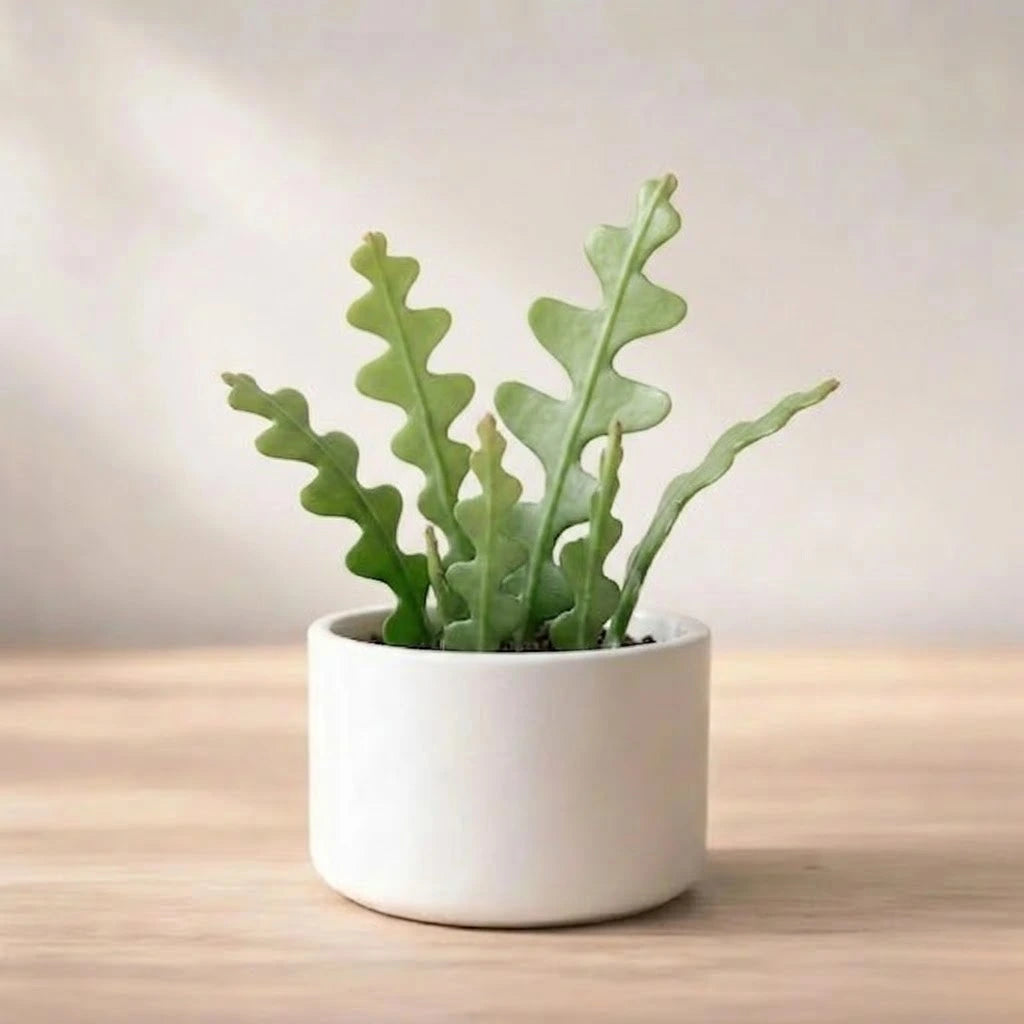 Fishbone Cactus Plant Sapling(1Pc)