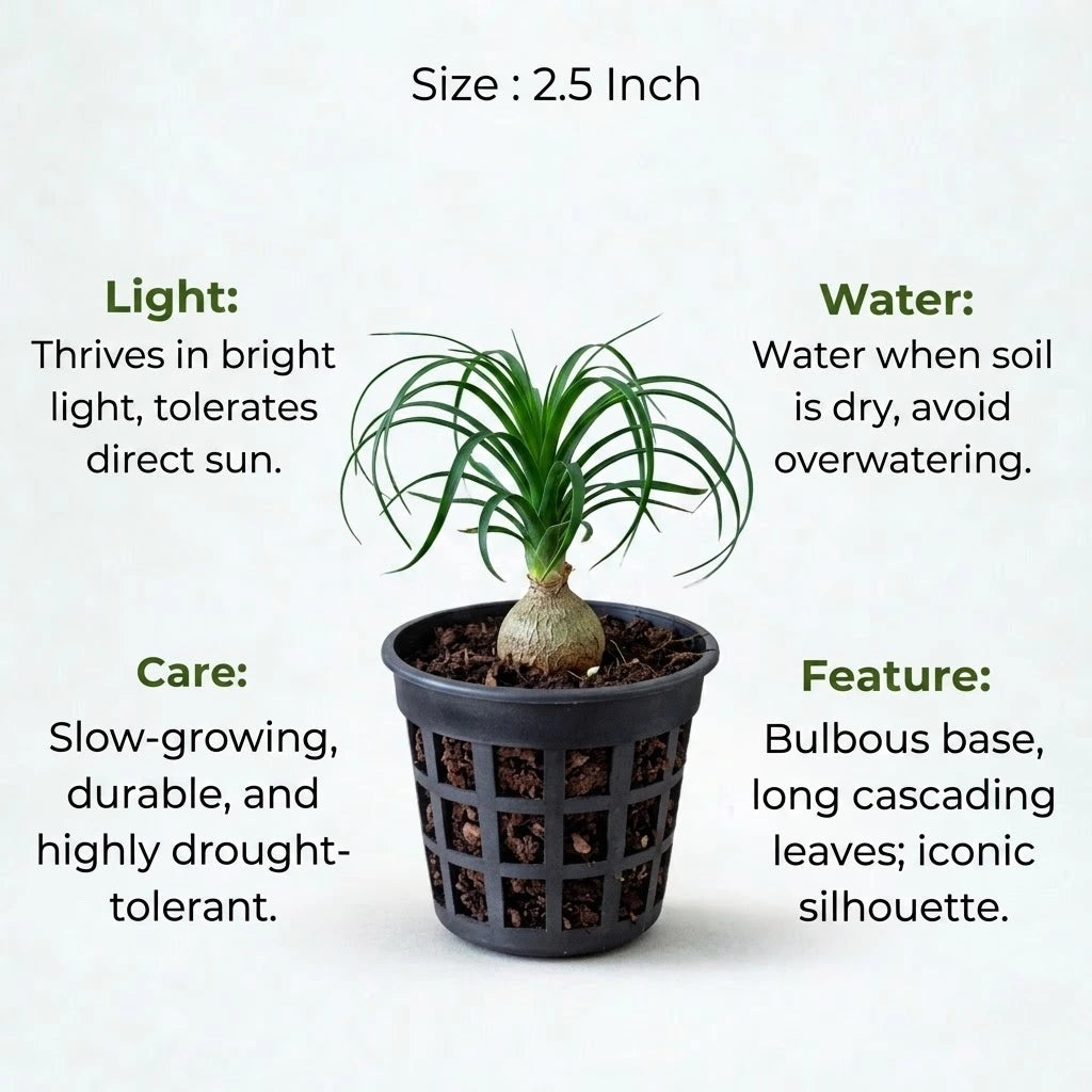 Ponytail Palm Sapling (1pc)