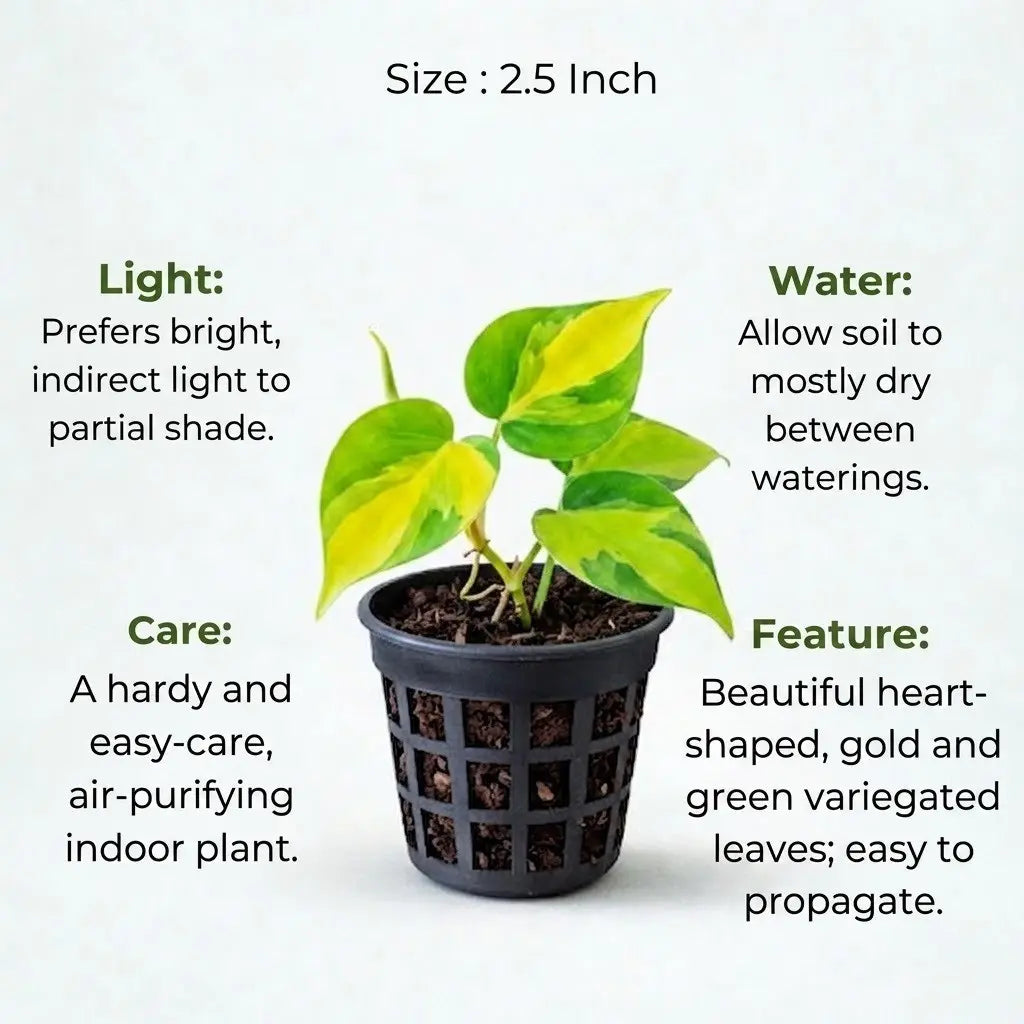Philodendron Oxycardium Variegated Golden Plant Sapling (1pc)