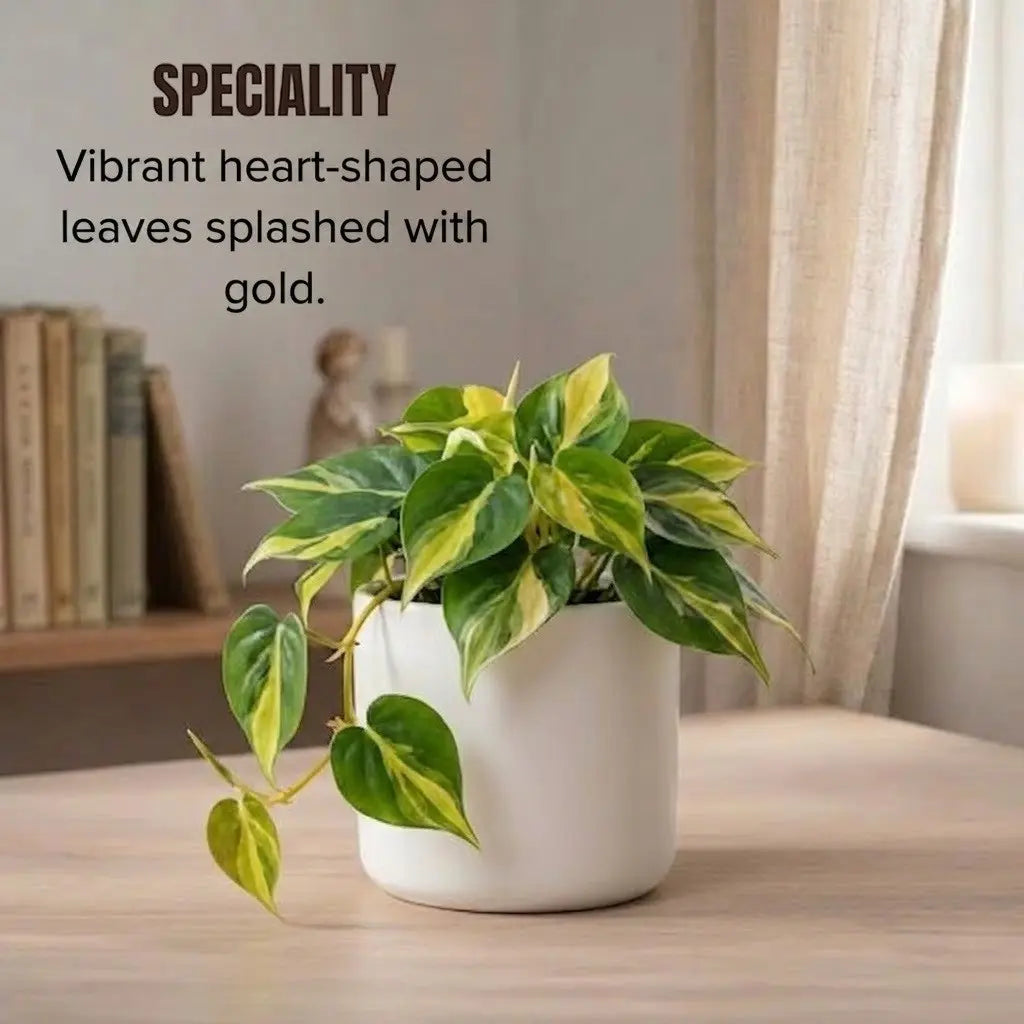 Philodendron Brasil in a white pot with heart-shaped leaves splashed with lime and yellow variegation.