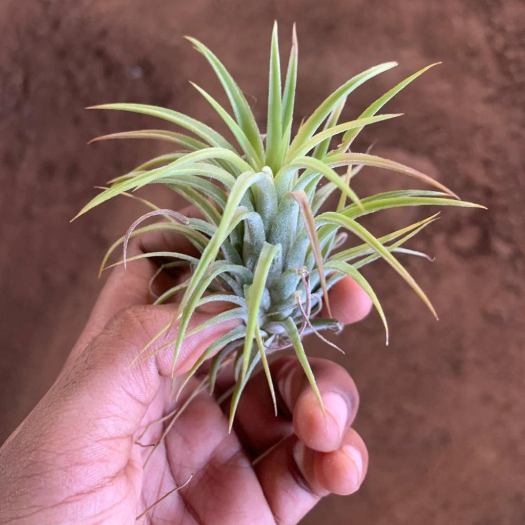 air plants online india Buy Tillandsia Ionantha Air Plant Live (1pc) | Only Rs.129/-