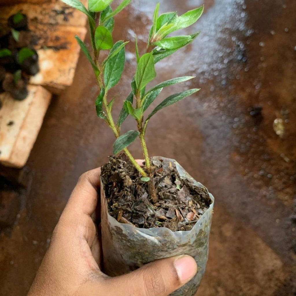 Azalea Flower Plant Sapling (1pc)