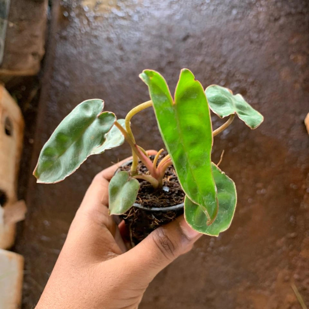philodendron india Buy Philodendron Billietiae Plant Sapling (1pc) | Only Rs.149/-