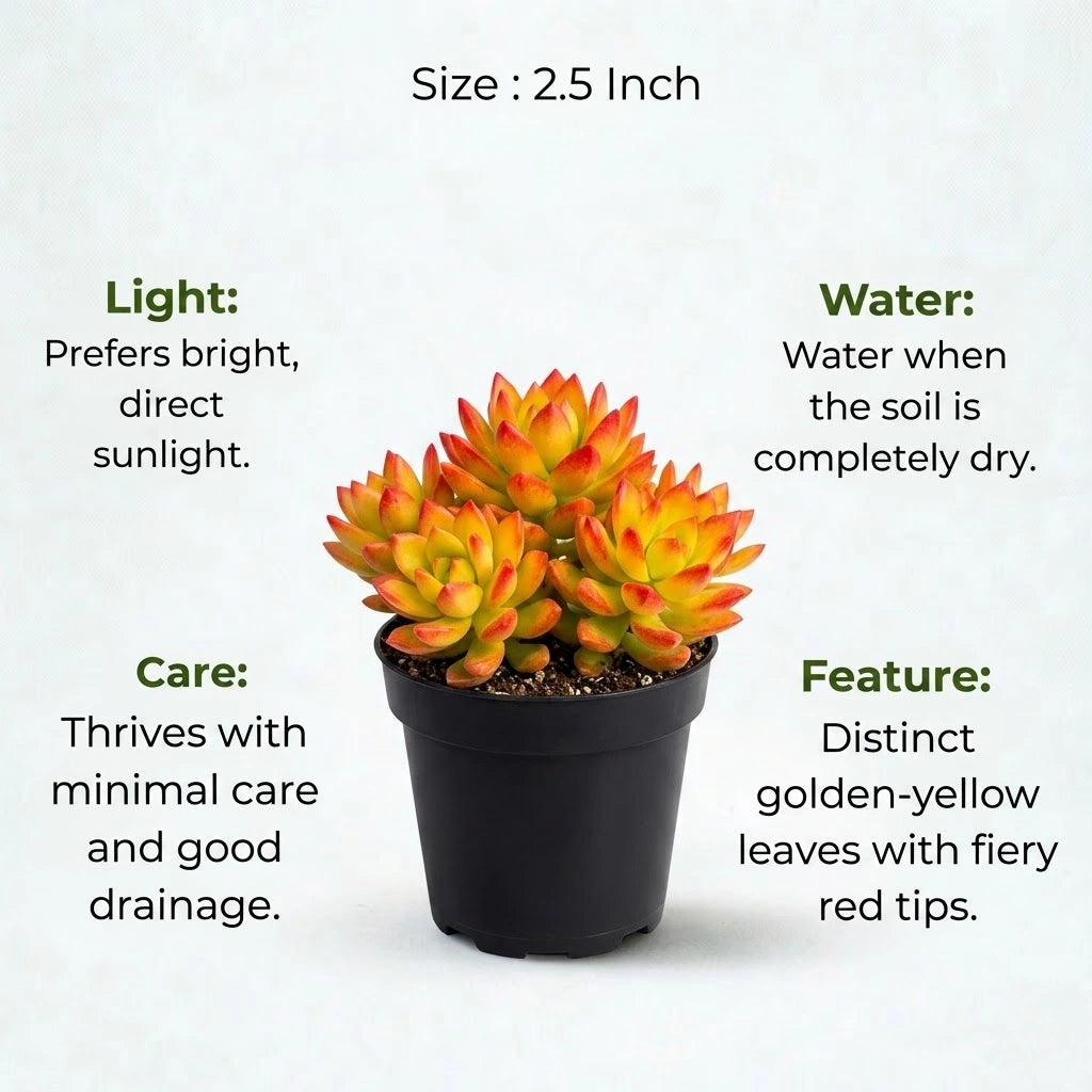 Sedum Firestorm Golden Succulent (1Pc)