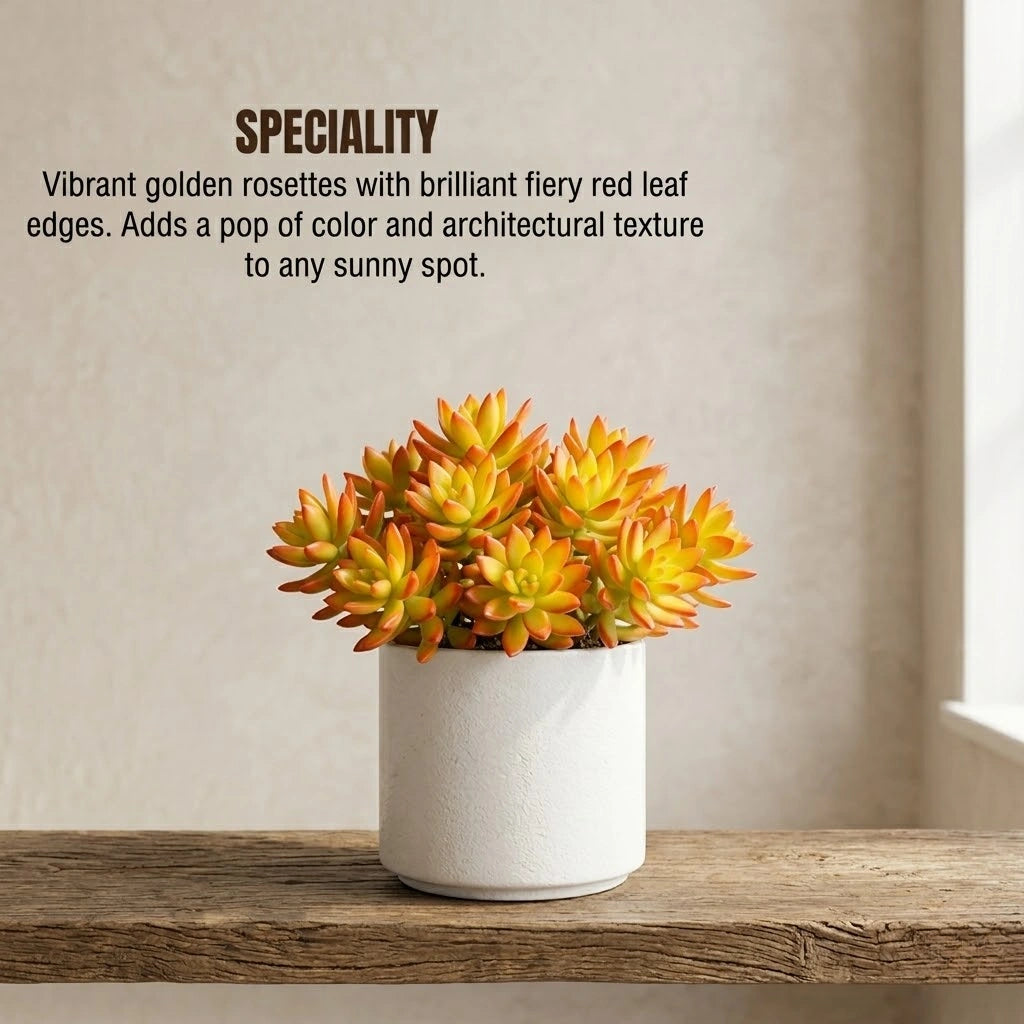 Sedum Firestorm Golden Succulent (1Pc)