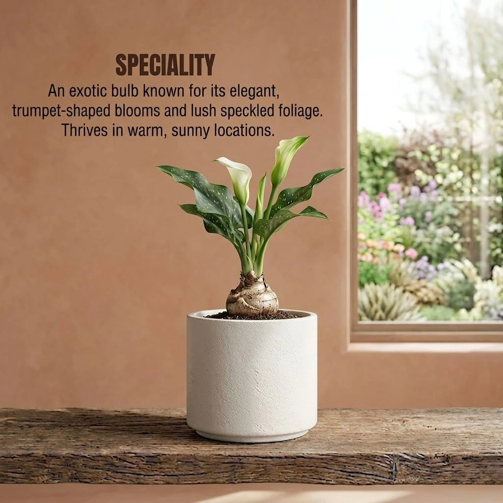 Calla Lily Bulb (1pc)
