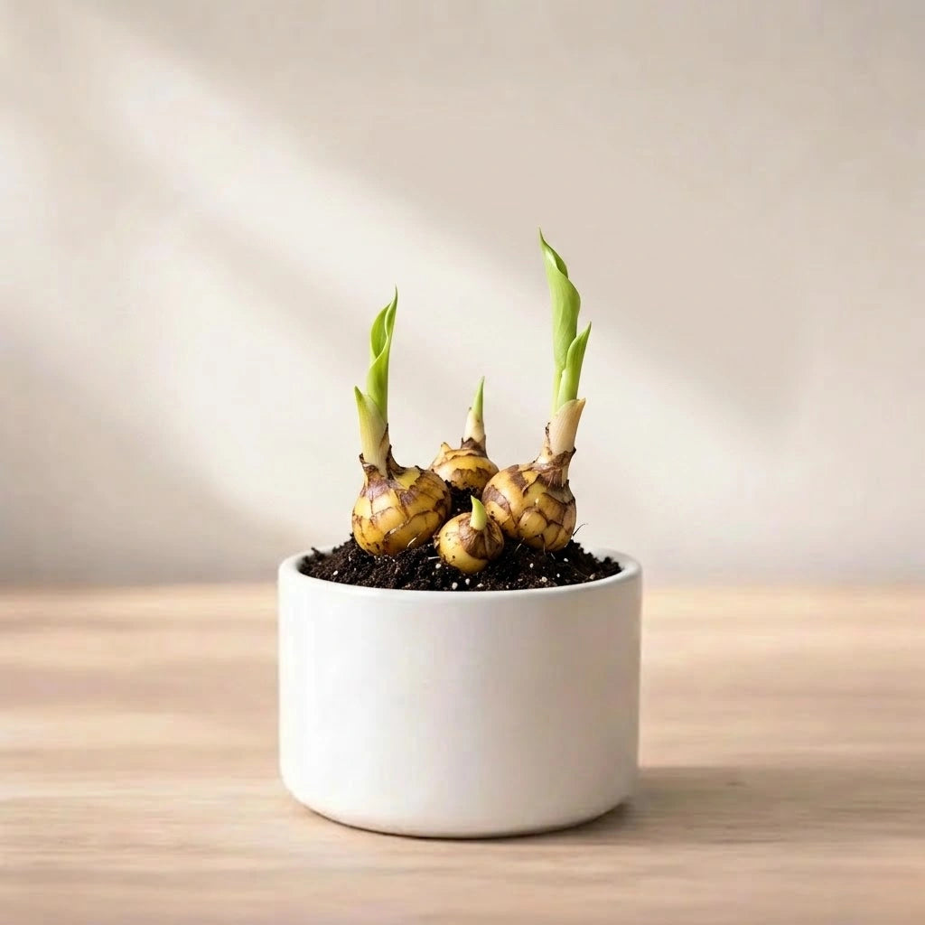 Calla Lily Bulb (1pc)