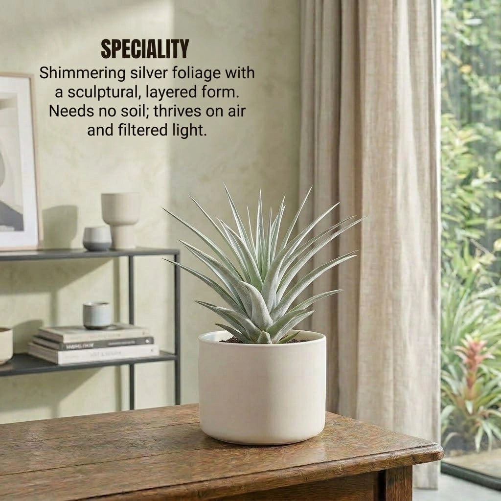 pottery barn air plant Buy Tillandsia Secunda Silver Air Plant Sapling (1Pc) | Only Rs.79/-