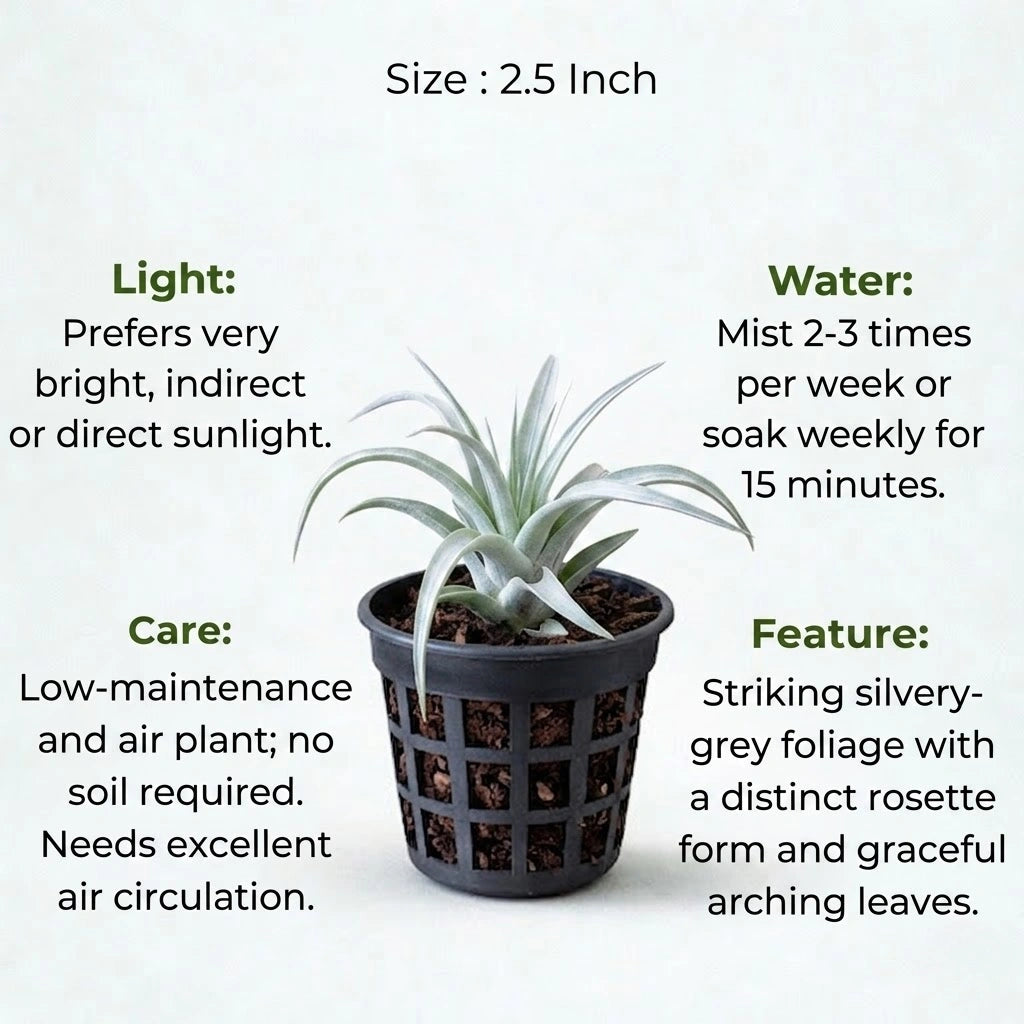 silver air plant Buy Tillandsia Secunda Silver Air Plant Sapling (1Pc) | Only Rs.79/-