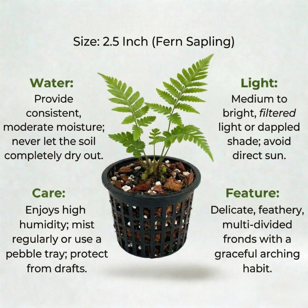 Green Fern Plant Sapling (1pc)