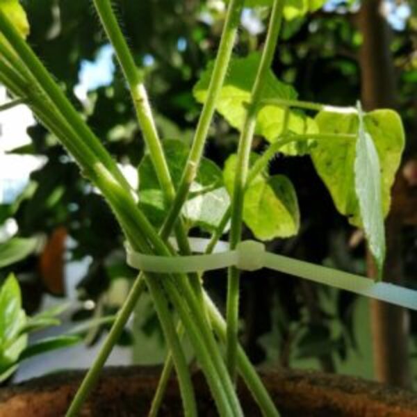 This is an image of multiple stems clamped together with the help of Zip tie for creepers.