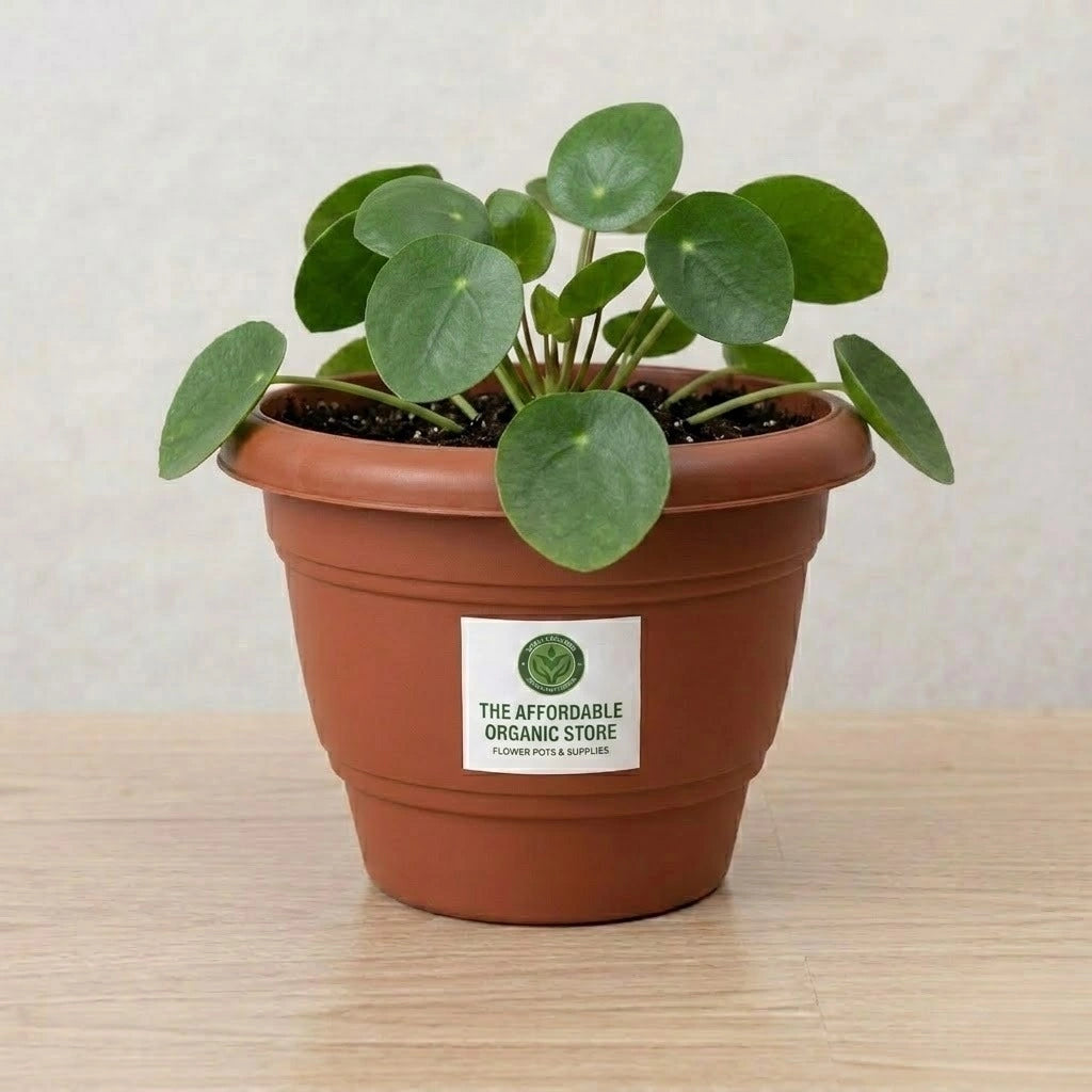 Gardening Pot 10-inch (1pc)