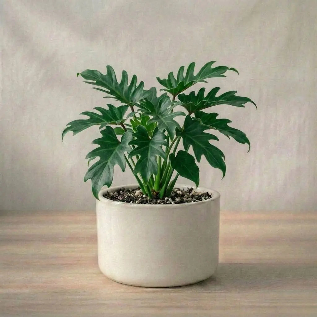 Potted plant with green leaves in a white pot on a wooden surface with a neutral background
