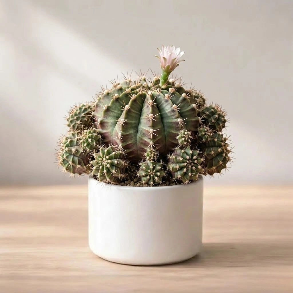 Gymnocalycium damsii Var. multiproliferum plant (1pc)