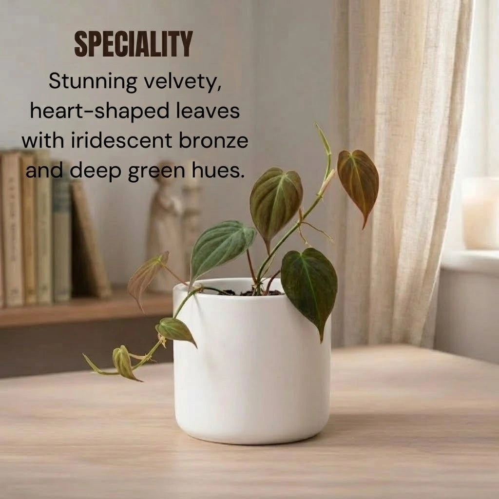 Philodendron Oxycordia Micans Plant Sapling (1pc)