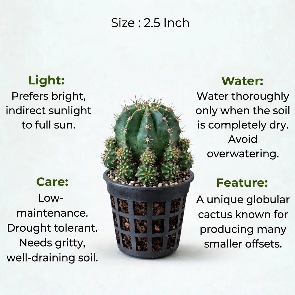 Gymnocalycium damsii Var. multiproliferum plant (1pc)