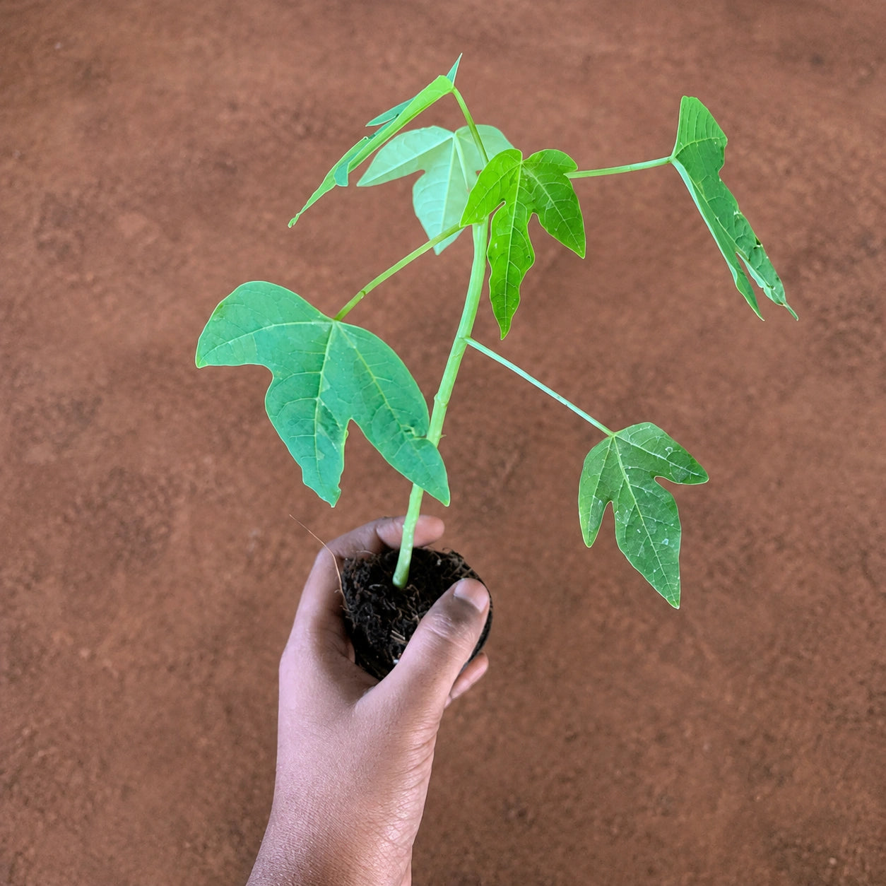 Papaya Plant Sapling (1pc)