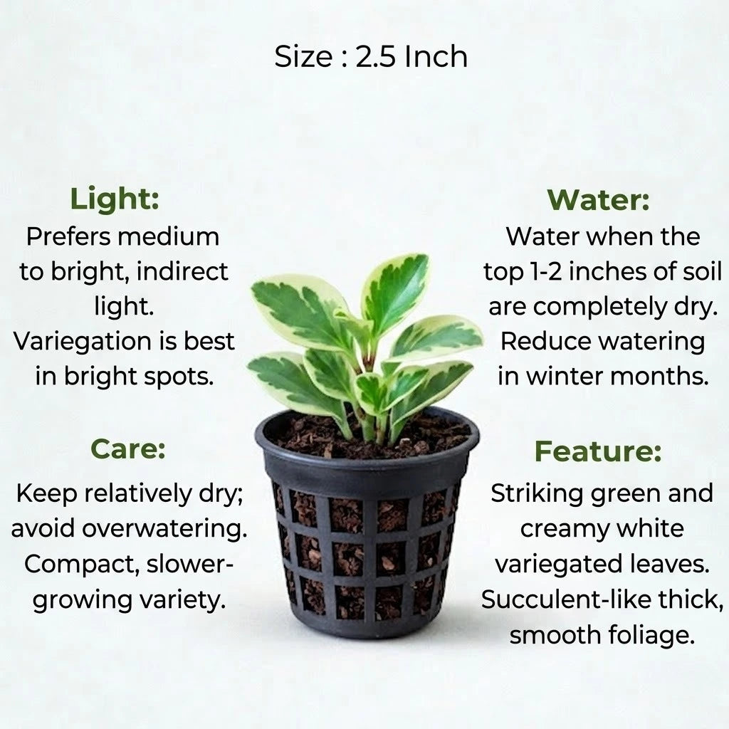 Peperomia Obtusifolia Variegated Sapling (1pc)