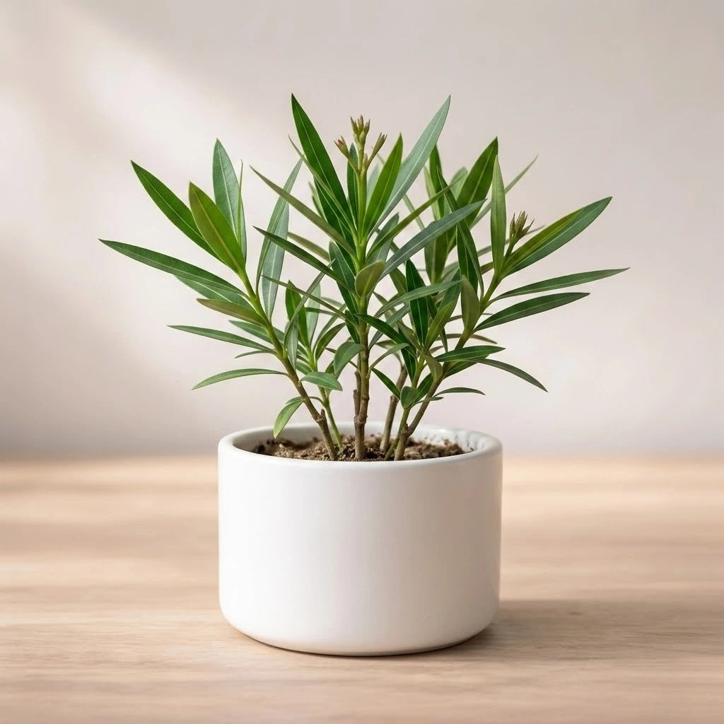 Kaner, Nerium Oleander Plant Sapling (1pc)