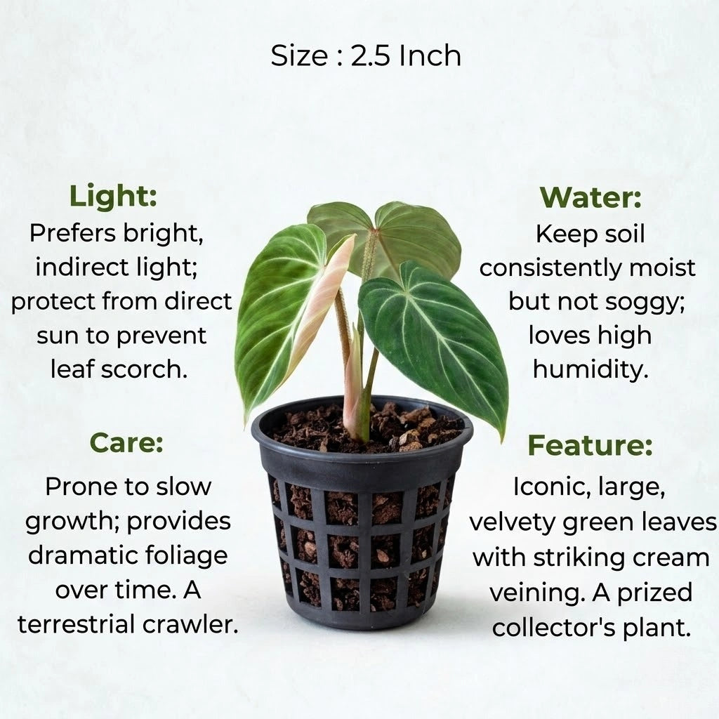 Philodendron Gloriosum Plant Sapling (1Pc)