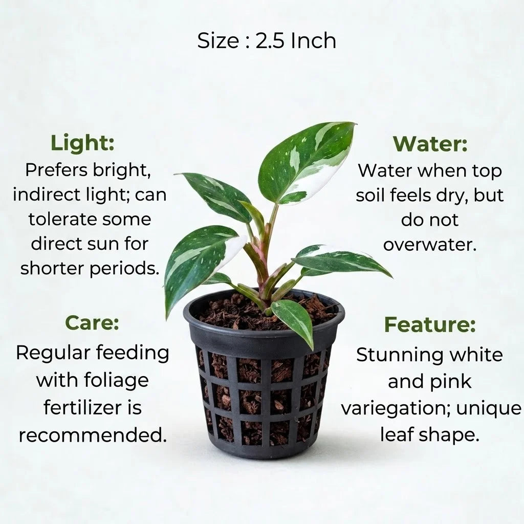 philodendron online india Buy Philodendron White Princess Plant Sapling (1pc) | Only Rs.169/-