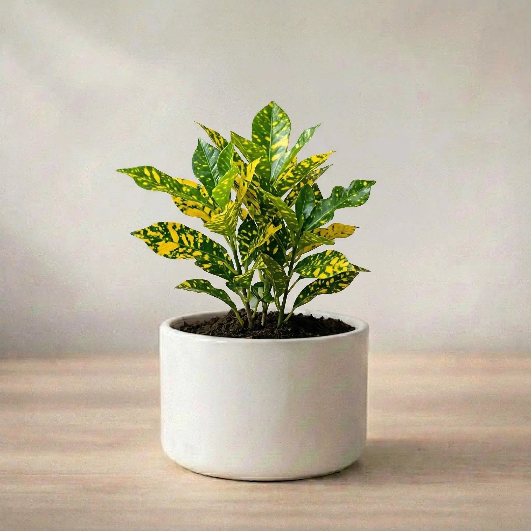 Potted plant on a wooden surface with a neutral background