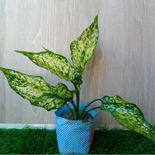 Aglaonema Snow White Plant Sapling (1pc)