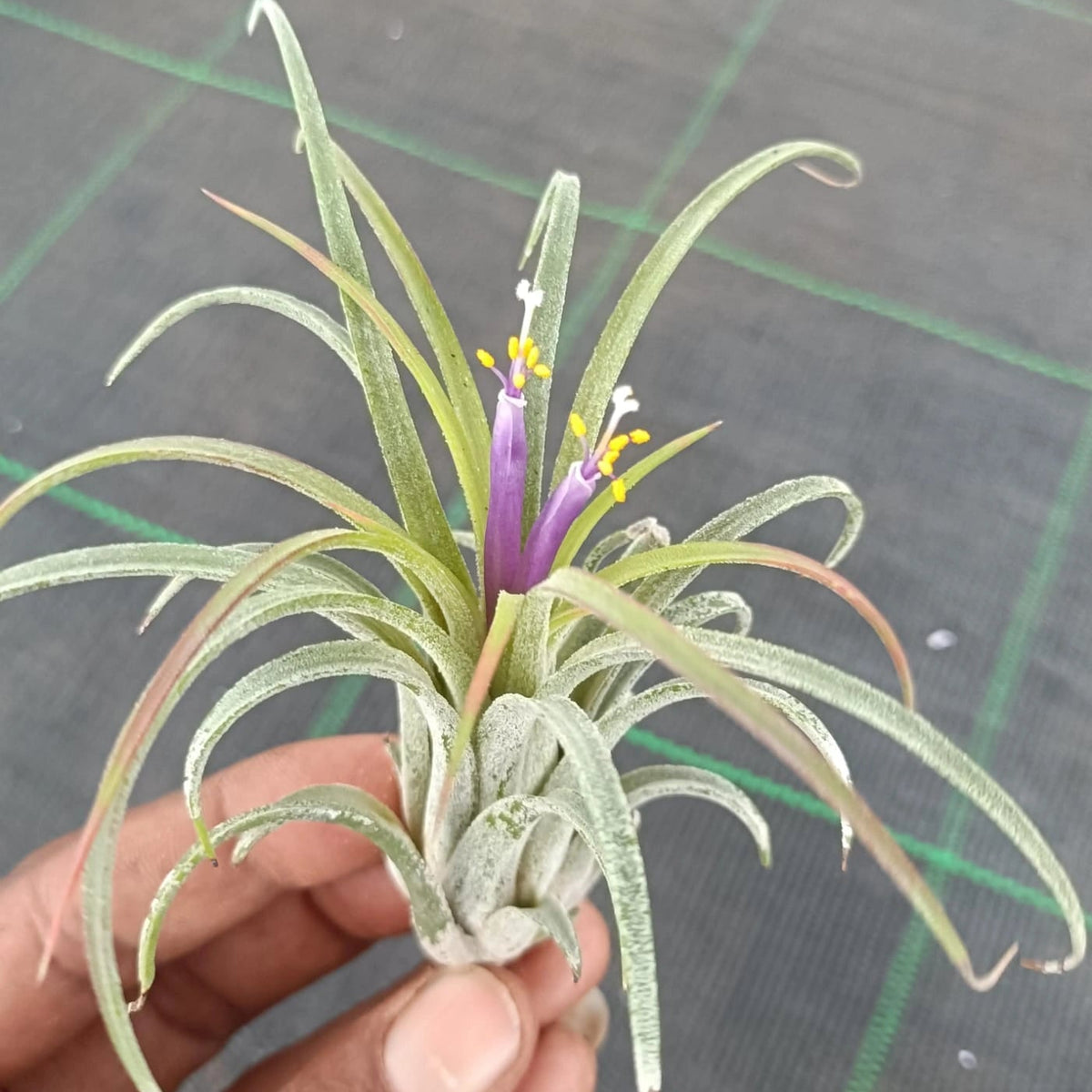 Tillandsia Lonantha Air Plant Live (1Pc)