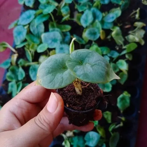 Alocasia Silver Dragon Plant Sapling (1pc)