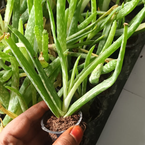 Aloe Vera Plant Sapling (1pc)