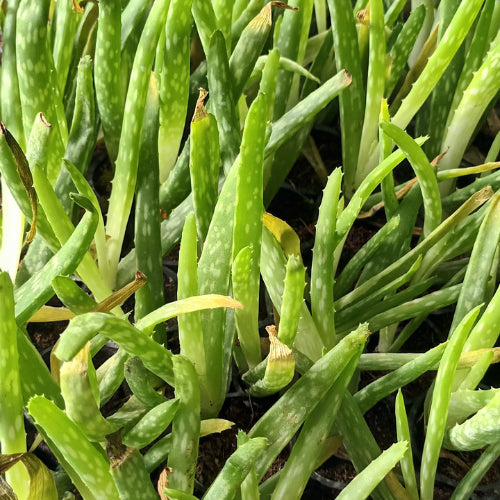 Aloe Vera Plant Sapling (1pc)